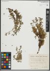 Foto von Salix serpyllifolia Scop.